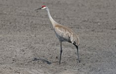 Sandhill Crane 010.jpg