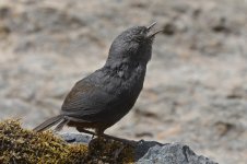 Vilcabamba Tapaculo 001.jpg