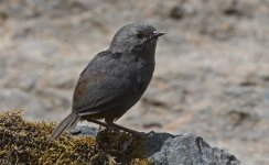 Vilcabamba Tapaculo 002.jpg