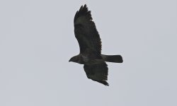 Buzzard 001.jpg