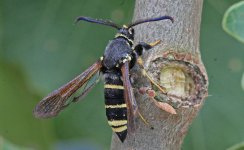 Dusky Clearwing A.jpg