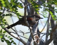 Red-shouldered Spinetail_Canudos_160719b (2021_01_10 14_03_20 UTC).jpg