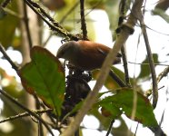 Grey-headed Spinetail_PDT_120719a (2021_01_10 14_03_20 UTC).jpg