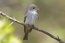 Eastern Wood Pewee 004.jpg