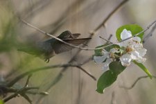 Ruby-throated Hummingbird 001.jpg