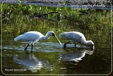 BF Royal Spoonbill 3 October 2019.jpg