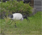 BF Australian Ibis 7 November 2019.jpg