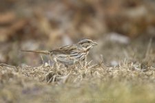 song sparrow 01.jpg