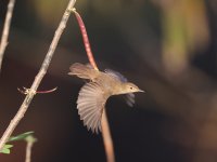 Booted Warbler 24-2-4-62.jpg