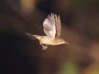 Booted Warbler 24-2-4-63.jpg