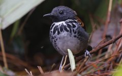 Spotted Antbird 009.jpg