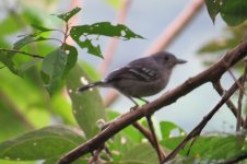 Sooretama Slaty-Antshrike IMG_1886.JPG