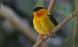 Orange-collared Manakin 008.jpg