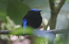 Cerulean-capped Manakin 001.jpg