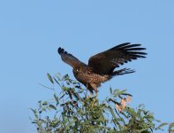 Spotted Harrier_Kununurra_050813a.jpg