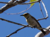 Banded Honeyeater_Carrabirini_020813a.jpg