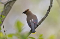 Cedar Waxwing 005.jpg