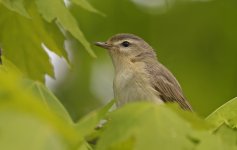 Warbling Vireo 02.jpg