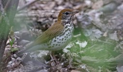 Wood Thrush 03.jpg