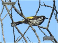 BF New Holland Honeyeater1 28 October, 2019.jpg