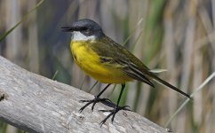 Ashy-headed Wagtail 006.jpg