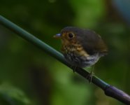 Ochre Breasted Antpitta_Paz_220418a.jpg