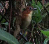 Yellow-breasted Antpitta IMG_1721~2.JPG