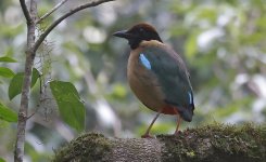 A09 Noisy Pitta.jpg