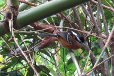 Ferruginous Antbird IMG_2311.JPG