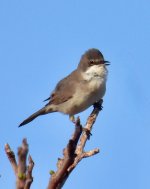 Eastern Orphean warbler (Curruca crassirostris) Eressos 29-03-24 cc Steve Bird.jpg