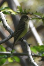 Western Flycatcher 2024-03-26.JPG