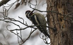 Yellow-bellied Sapsucker 08.jpg