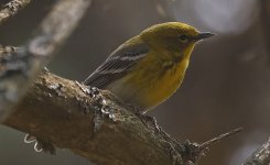 Pine Warbler 003.jpg