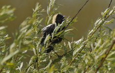 Bobolink 010.jpg