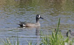 Blue-winged Teal 01.jpg