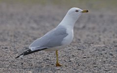 Ring-billed Gull 002.jpg