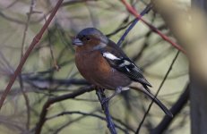 C Chaffinch 001.jpg