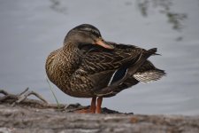 Mallard 2024-03-28 c.JPG