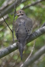 Mourning Dove 2024-03-28.JPG