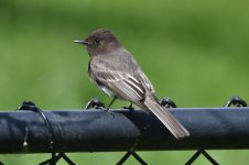 The ubiquitous Black Phoebe 2024-03-28.JPG