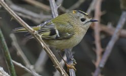 Goldcrest 01.jpg