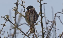 Reed Bunting 03.jpg