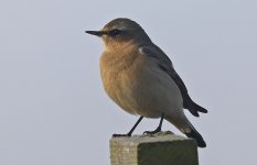 Wheatear 001.jpg