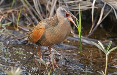 Virginia Rail 004 (reduced).jpg