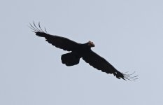 Raven 003.jpg