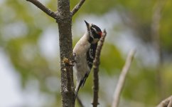 Downy Woodpecker 004.jpg
