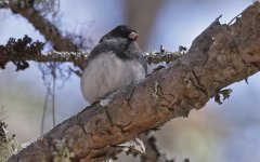 Dark-eyed Junco 03.jpg