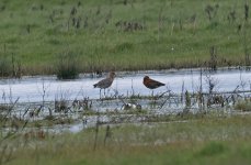 Black-tailed Godwit 07.jpg