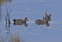 Gadwall 02.jpg