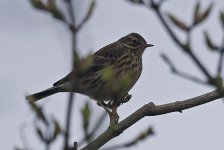 Meadow Pipit 02.jpg